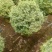 花叶女贞球80-100高