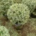 花叶女贞球80-100高