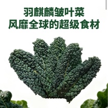 皱叶菜鲜叶现摘现发精品泡沫箱发货皱叶甘蓝