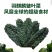 皱叶菜鲜叶现摘现发精品泡沫箱发货皱叶甘蓝