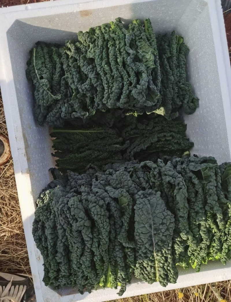 皱叶菜鲜叶现摘现发精品泡沫箱发货皱叶甘蓝