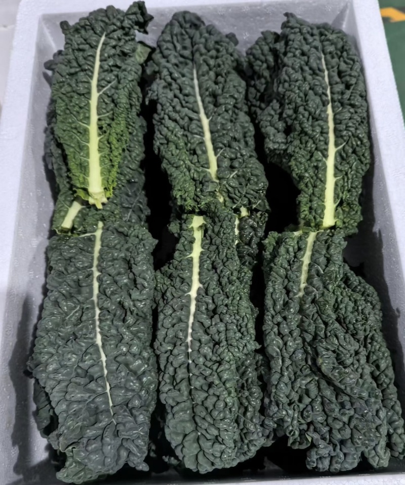 皱叶菜鲜叶现摘现发精品泡沫箱发货皱叶甘蓝