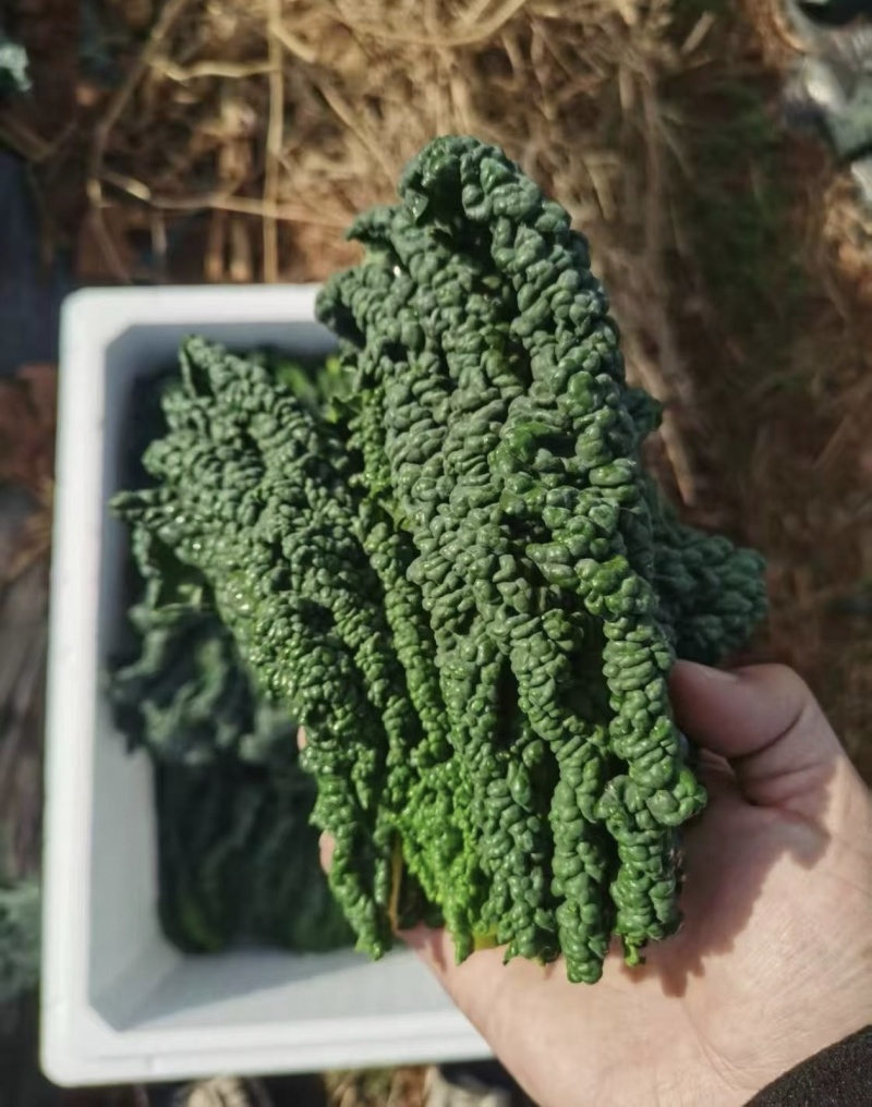 皱叶菜鲜叶现摘现发精品泡沫箱发货皱叶甘蓝