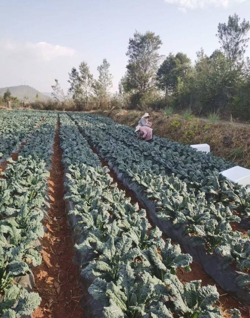 皱叶菜鲜叶现摘现发精品泡沫箱发货皱叶甘蓝