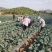 皱叶菜鲜叶现摘现发精品泡沫箱发货皱叶甘蓝