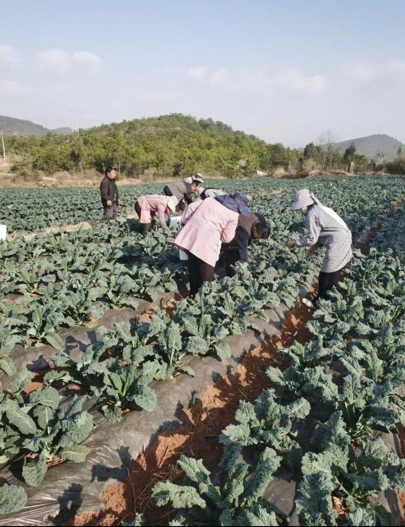 皱叶菜鲜叶现摘现发精品泡沫箱发货皱叶甘蓝