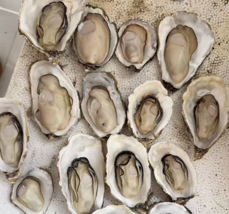乳山新鲜直供生蚝，鲜美多汁，海味十足，品质保证，现货速发