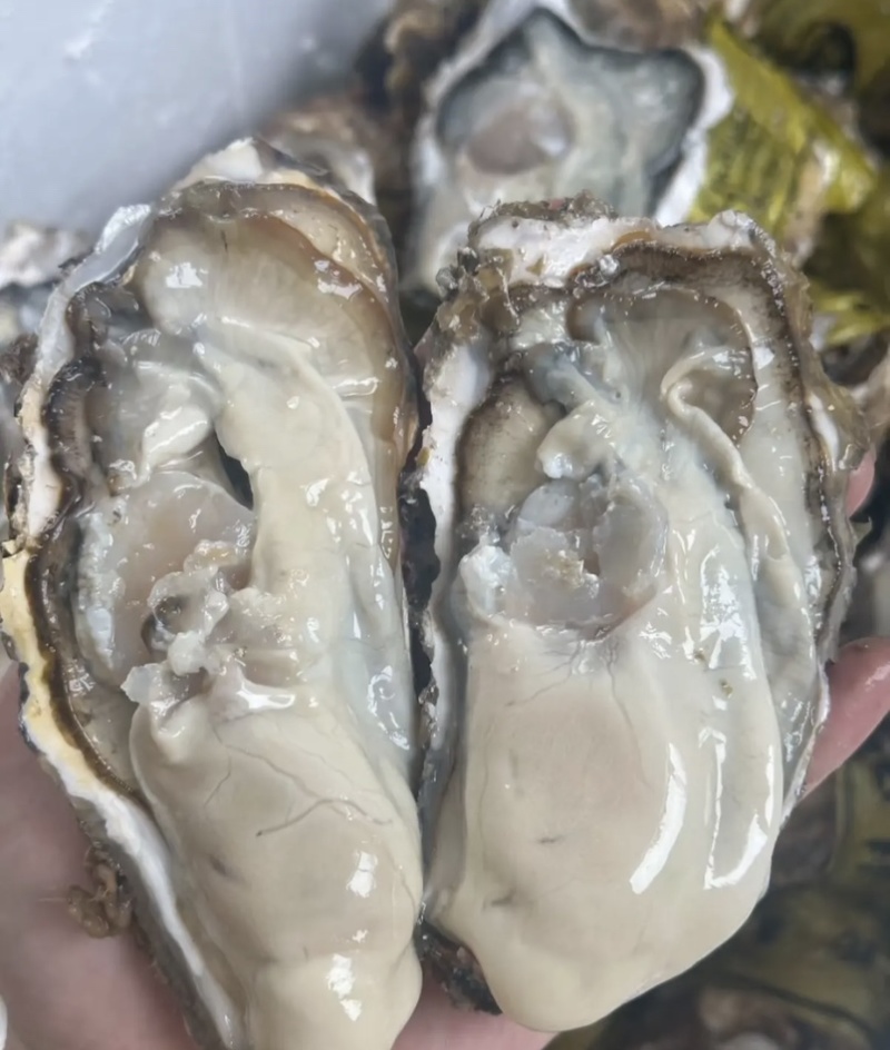 乳山新鲜直供生蚝，鲜美多汁，海味十足，品质保证，现货速发