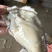 乳山新鲜直供生蚝，鲜美多汁，海味十足，品质保证，现货速发