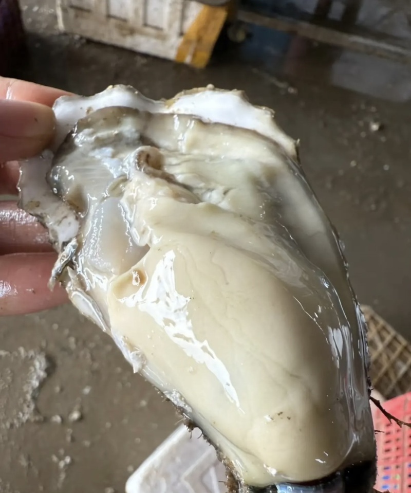 乳山新鲜直供生蚝，鲜美多汁，海味十足，品质保证，现货速发