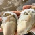 乳山新鲜直供生蚝，鲜美多汁，海味十足，品质保证，现货速发