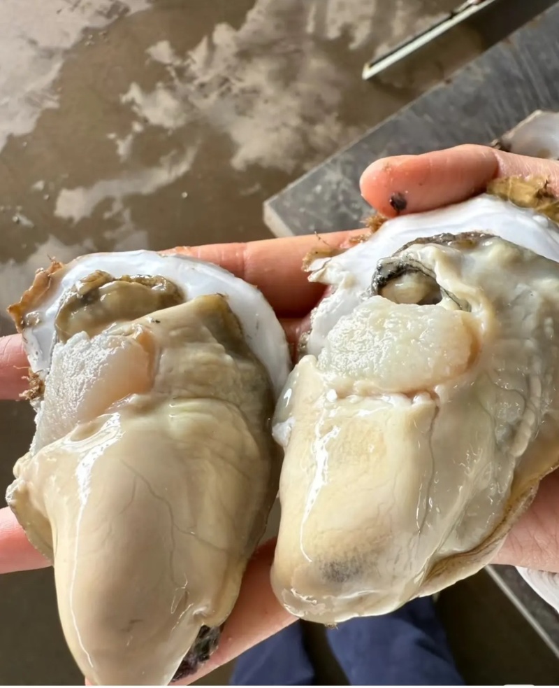 乳山新鲜直供生蚝，鲜美多汁，海味十足，品质保证，现货速发