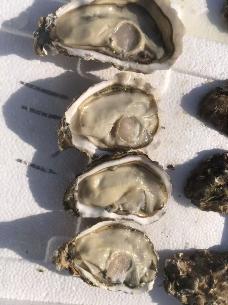 乳山新鲜直供生蚝，鲜美多汁，海味十足，品质保证，现货速发