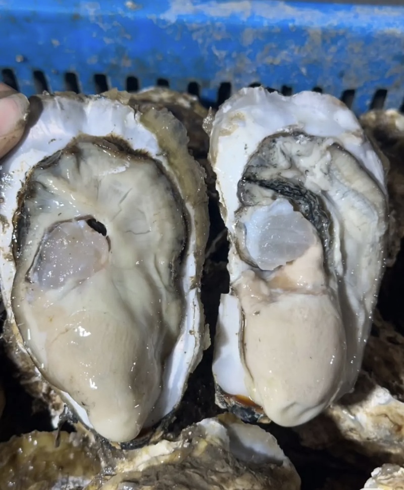乳山新鲜直供生蚝，鲜美多汁，海味十足，品质保证，现货速发