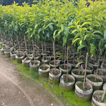 黄晶果树苗，低价出售，基地直销