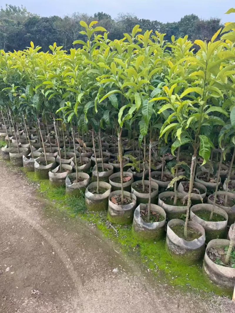 黄晶果树苗，低价出售，基地直销