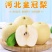 河北正宗皇冠梨皮薄汁甜产地直供大果脆甜整车批发