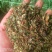 龙胆草