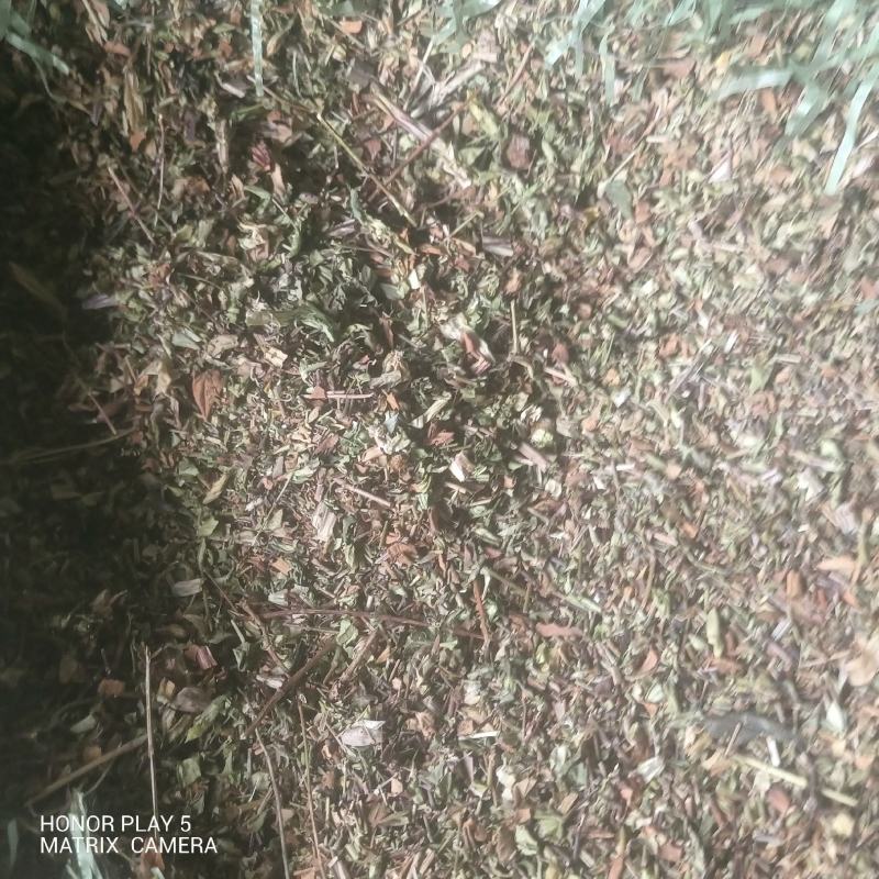 龙胆草