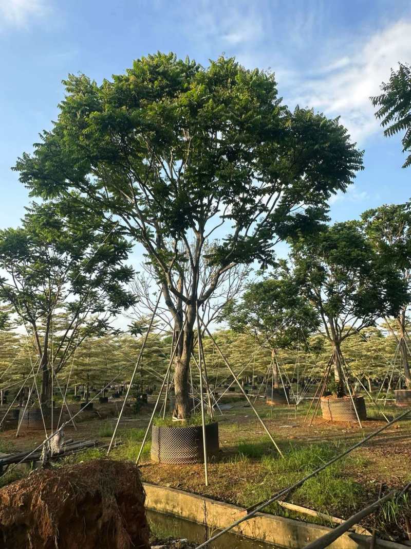 麻楝/全冠麻楝/基地直发/对接全国采购商/欢迎采购
