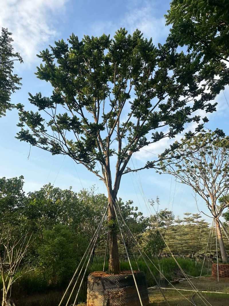 麻楝/全冠麻楝/基地直发/对接全国采购商/欢迎采购