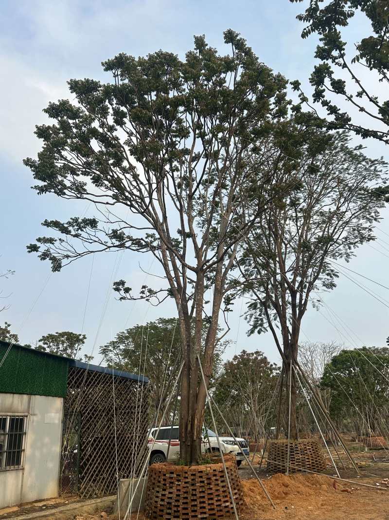 麻楝/全冠麻楝/基地直发/对接全国采购商/欢迎采购