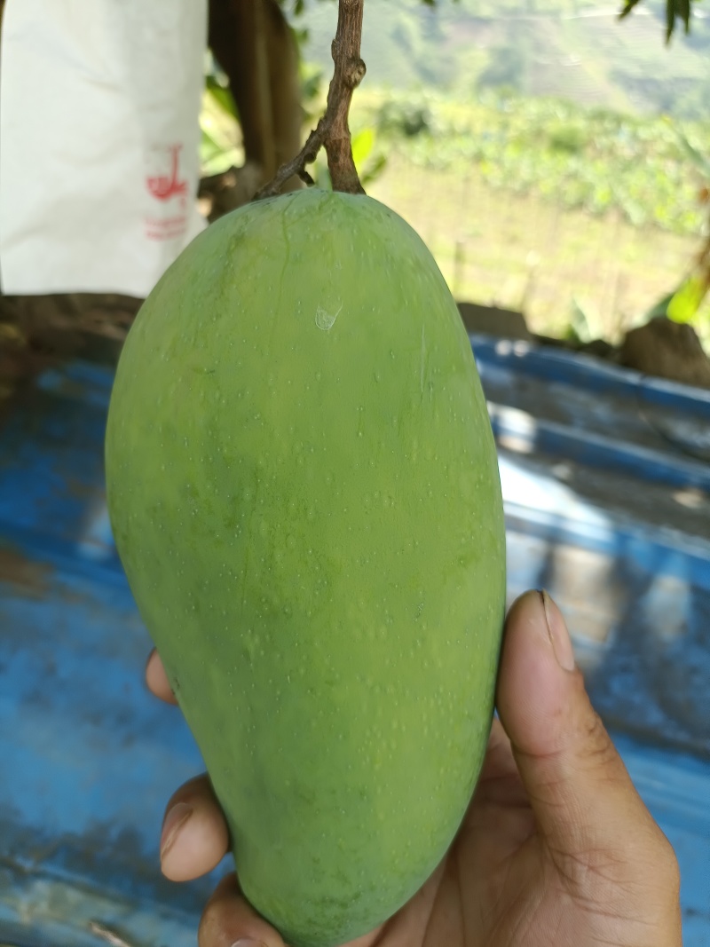 农家自种大青芒，果实饱满，香甜可口，可生吃，可熟吃，自选