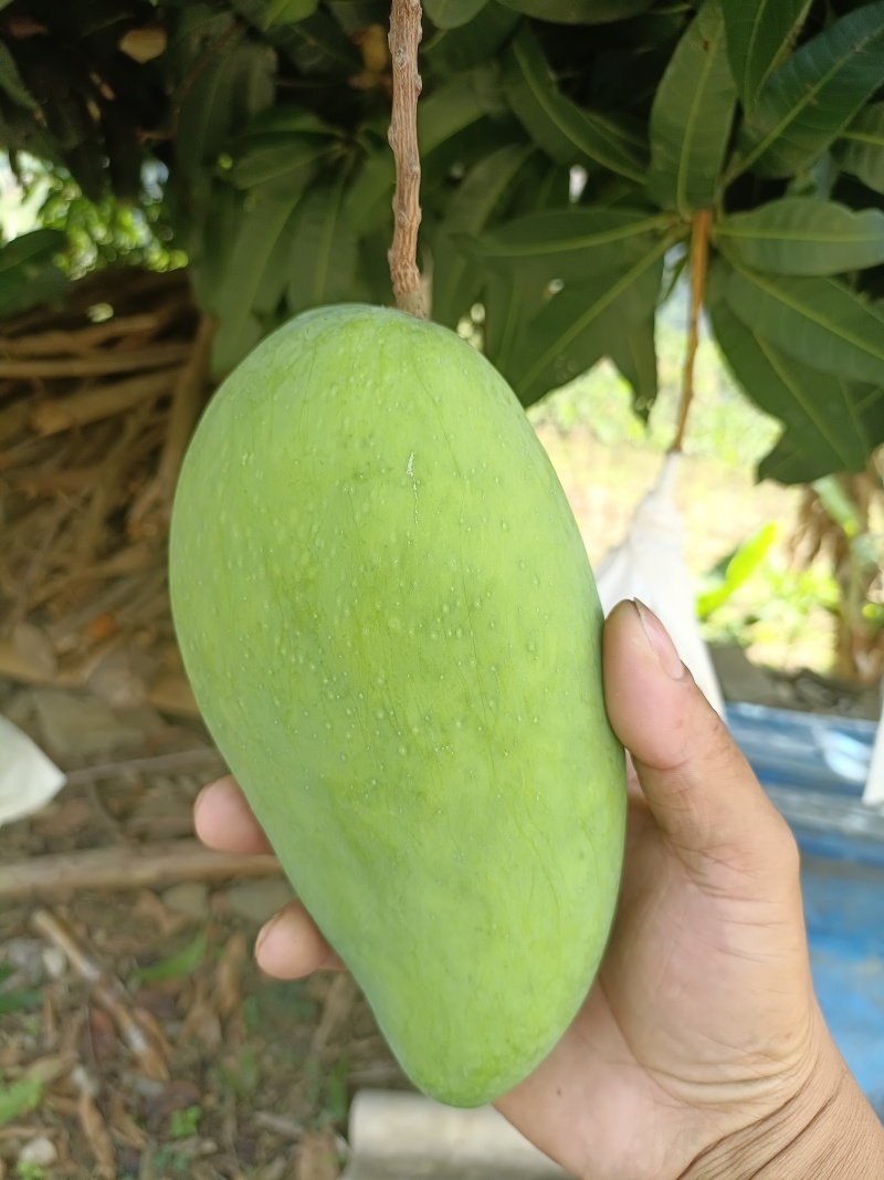 农家自种大青芒，果实饱满，香甜可口，可生吃，可熟吃，自选