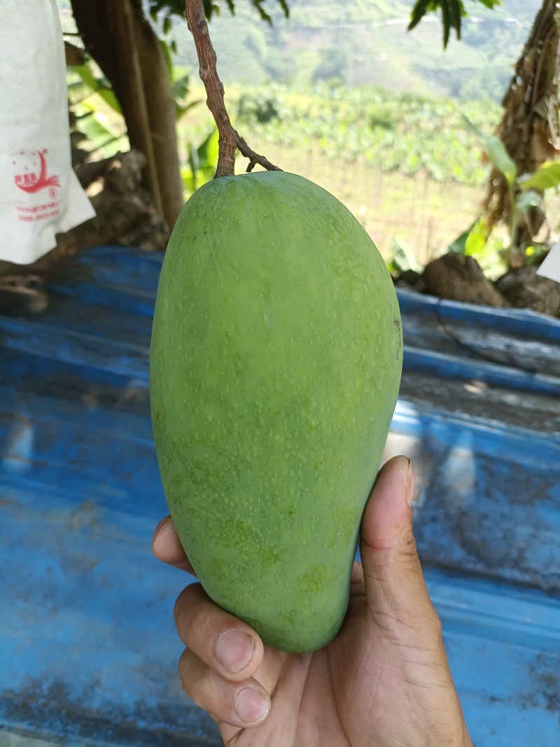农家自种大青芒，果实饱满，香甜可口，可生吃，可熟吃，自选