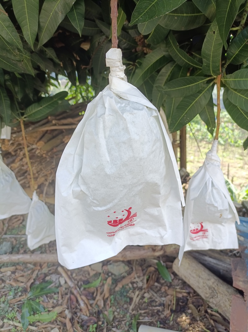农家自种大青芒，果实饱满，香甜可口，可生吃，可熟吃，自选