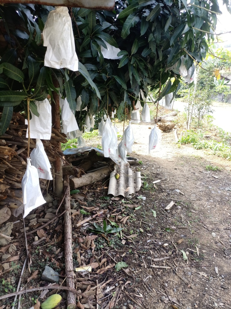 农家自种大青芒，果实饱满，香甜可口，可生吃，可熟吃，自选