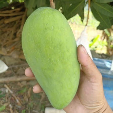 农家自种大青芒，果实饱满，香甜可口，可生吃，可熟吃，自选