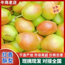 河北正宗红香酥梨香甜酥脆果肉细腻产地直供整车批发