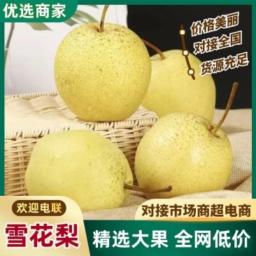 河北新鲜雪花梨清甜脆嫩个头匀称商超生鲜优选货源