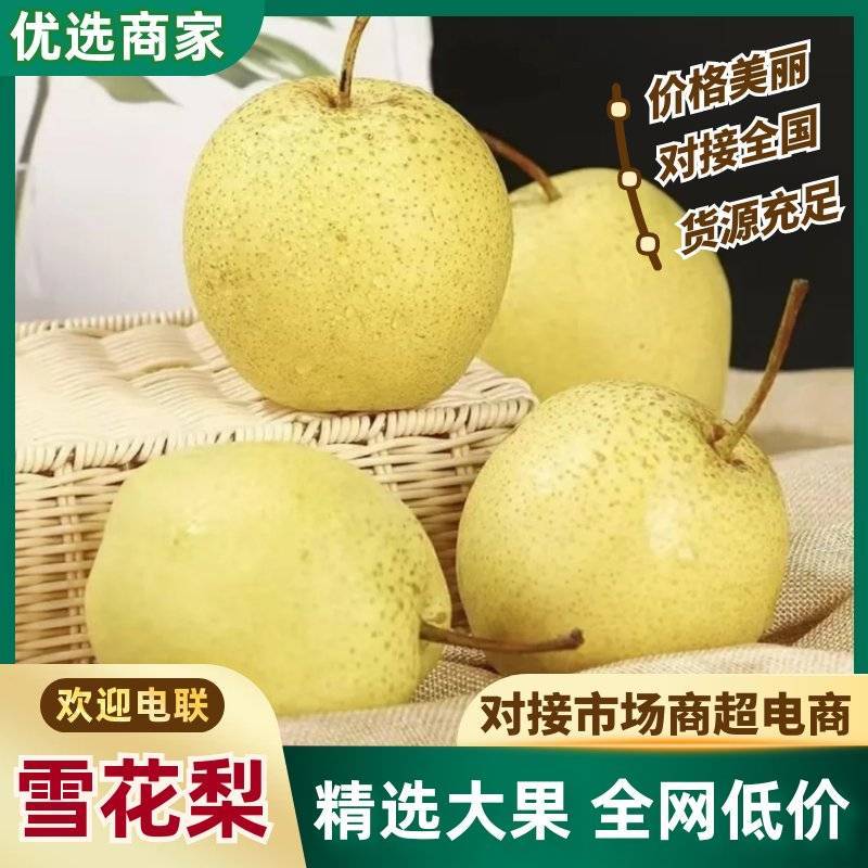 河北新鲜雪花梨清甜脆嫩个头匀称商超生鲜优选货源
