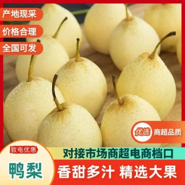 河北正宗鸭梨皮薄肉嫩汁水充沛产地直发整车批量供货