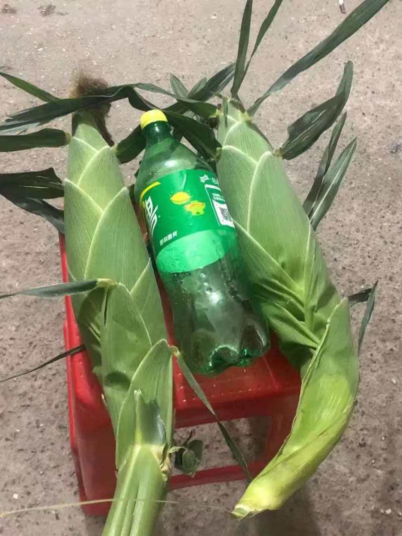 太阳花6号玉米苗（提前预定保证品质，基地直发，现货现发）