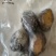 带壳鲍鱼单冻鲍
