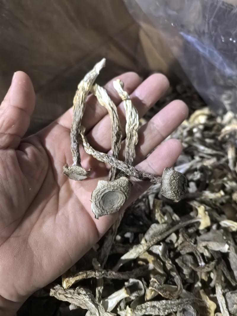 专业鹿茸菇