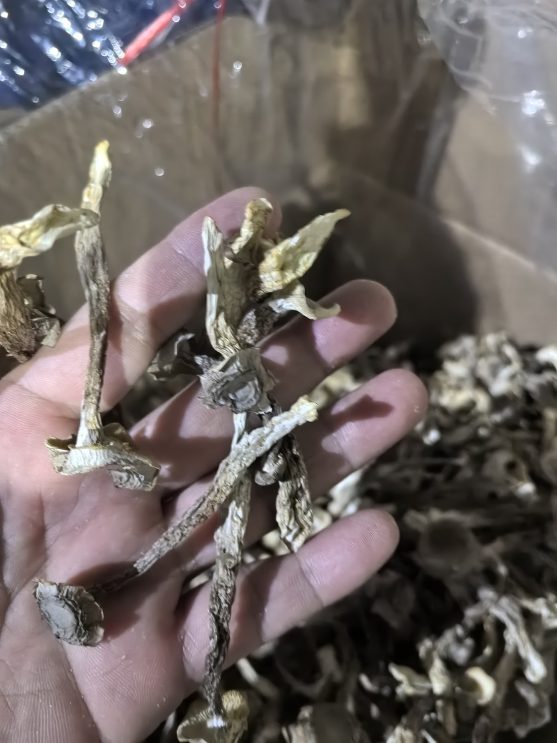 专业鹿茸菇