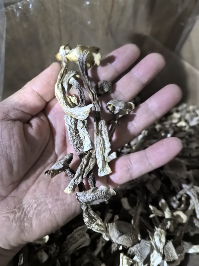 专业鹿茸菇