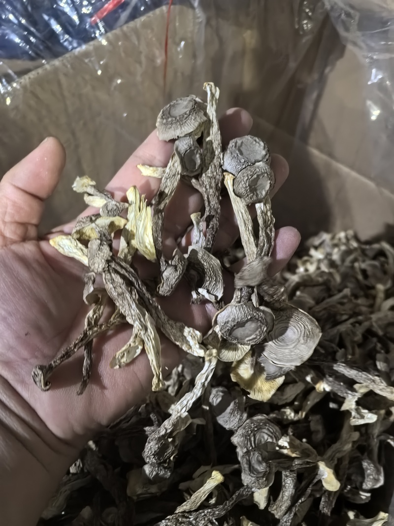 专业鹿茸菇