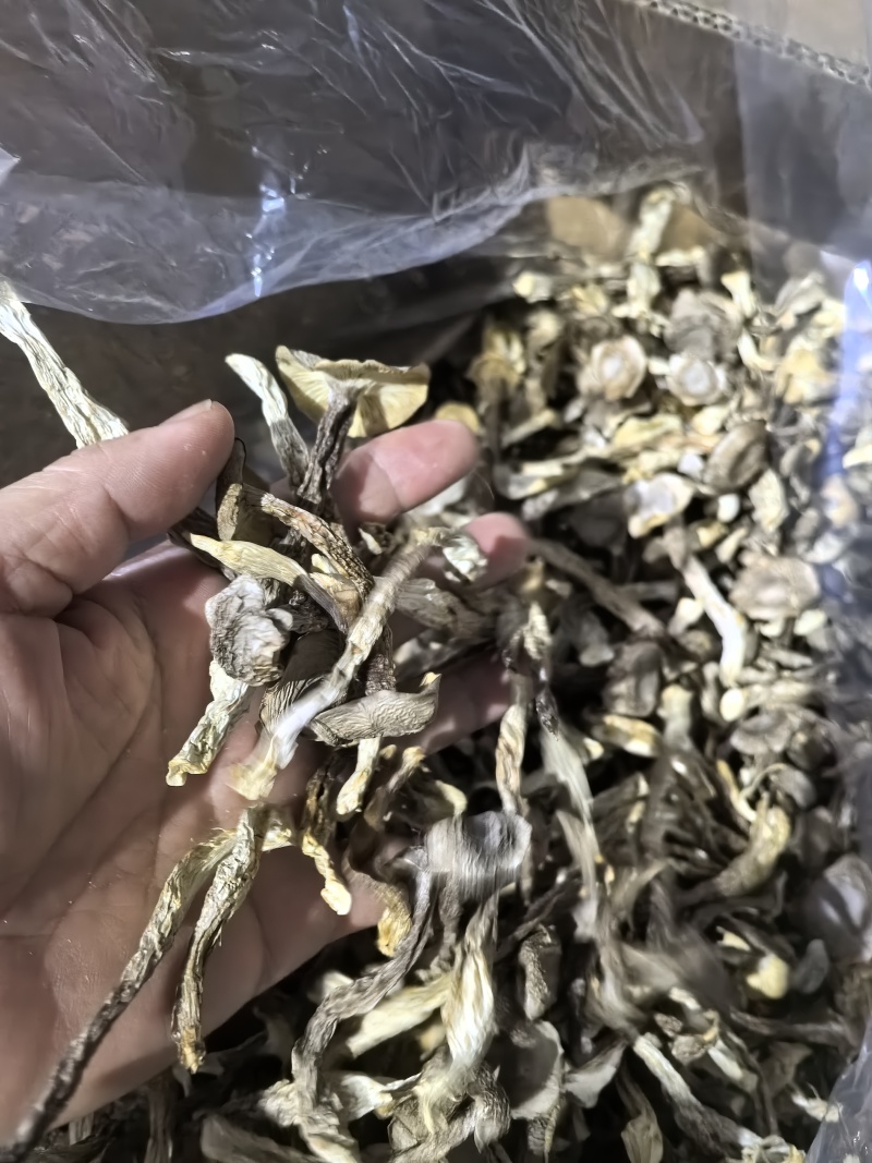 专业鹿茸菇
