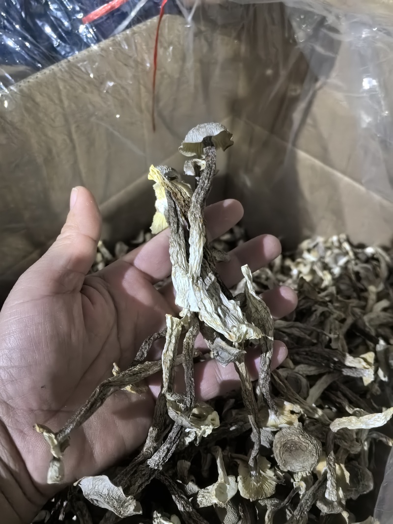 专业鹿茸菇