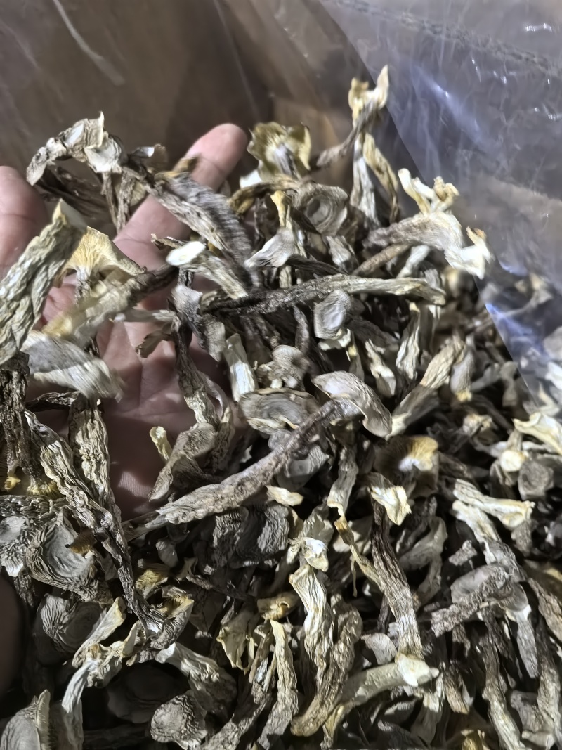 专业鹿茸菇