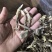专业鹿茸菇