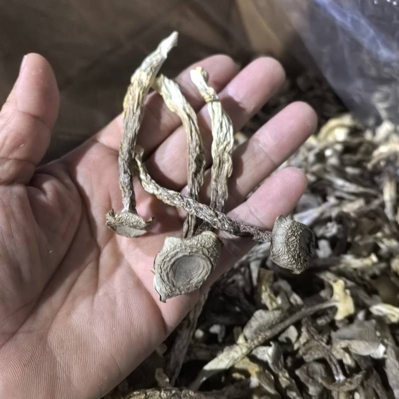 专业鹿茸菇