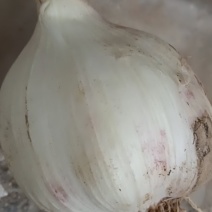 大蒜