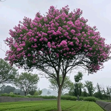 产地直销10公分紫薇