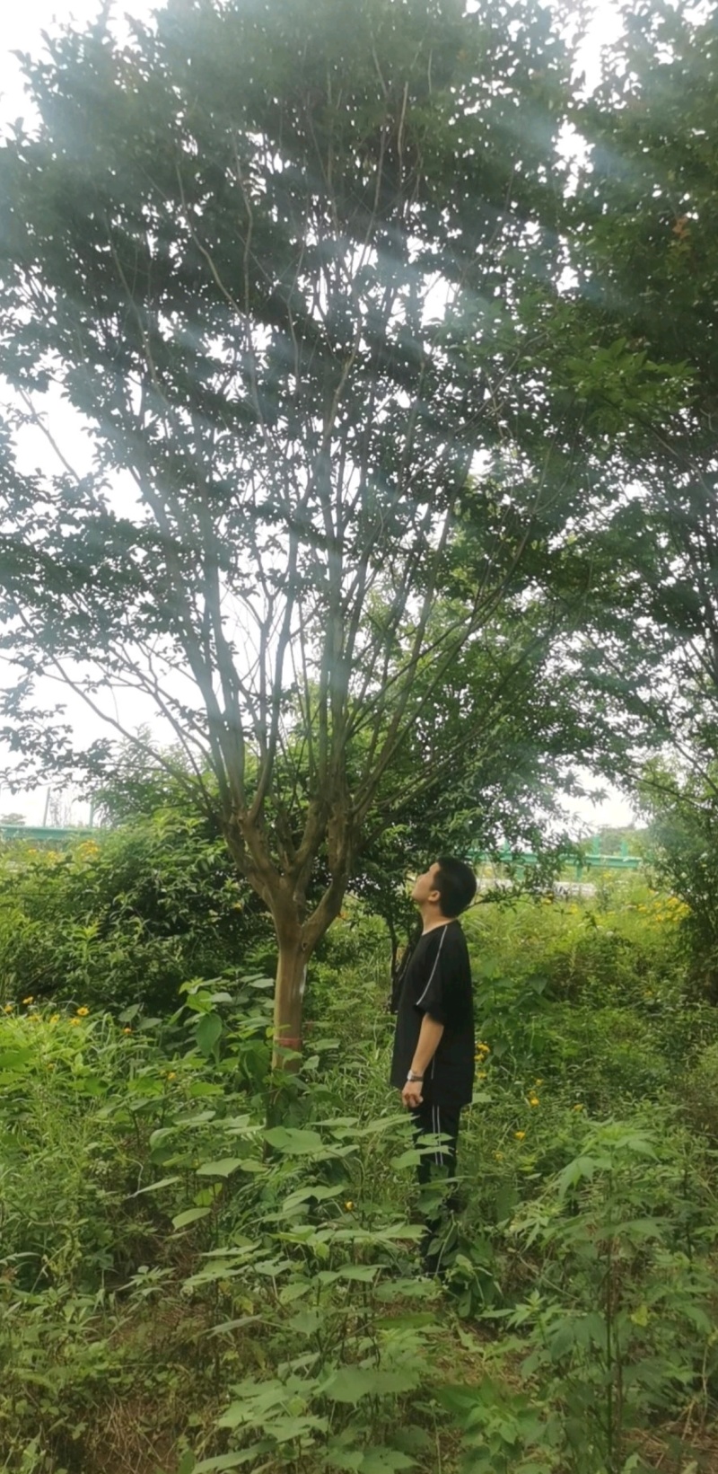 产地直销10公分紫薇